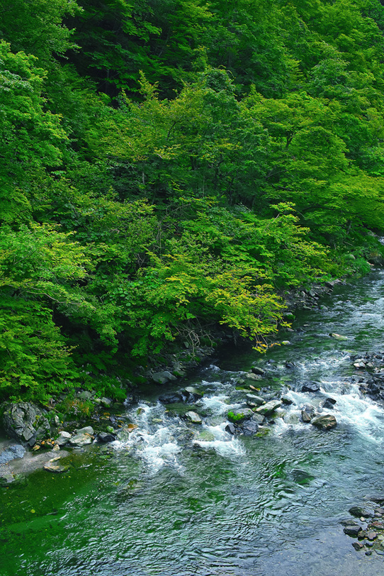四季の川の写真画像