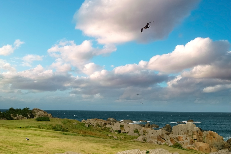 海猫のいる岩の多い海岸の写真画像