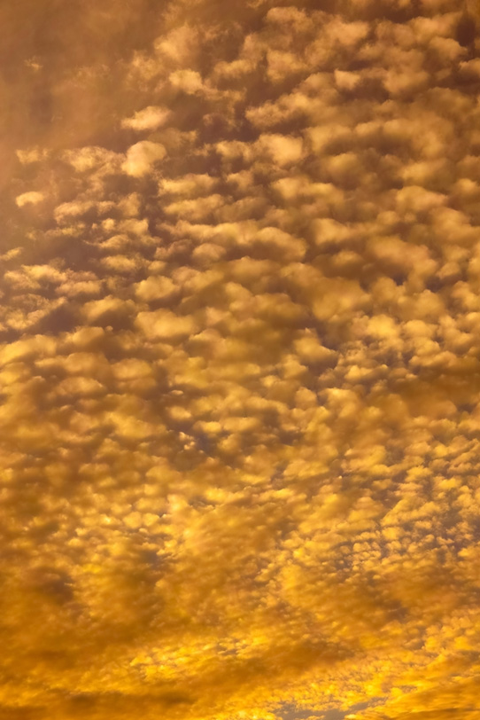 一面のうろこ雲が夕焼けに染むの写真画像