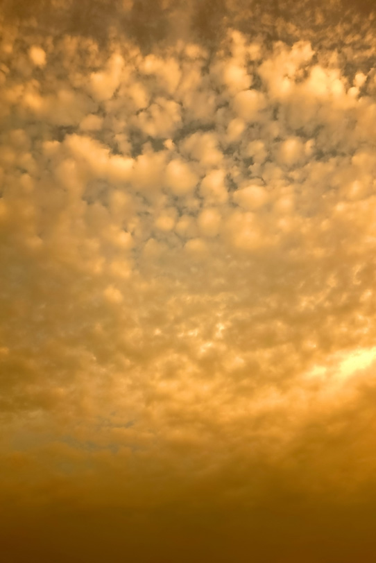 夕焼けに染まる金色の羊雲の写真画像