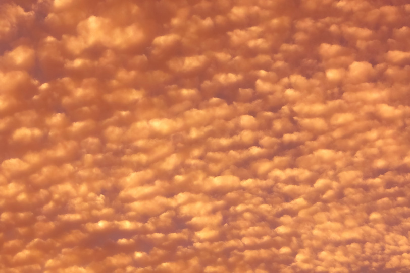 柑子色の羊雲が犇めく夕焼けの写真画像