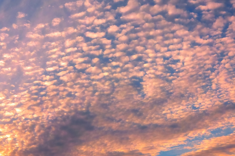 夕焼け空を覆う薄紅の鱗雲の写真画像