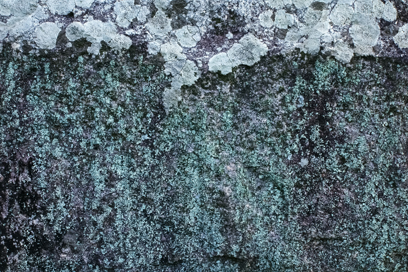 白カビが覆う石の写真画像