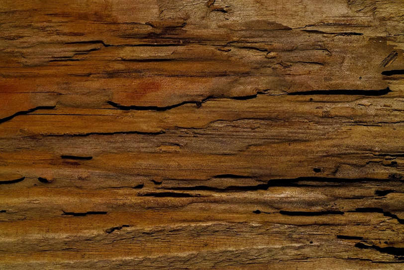 朽ちた木の樹皮テクスチャ の画像 写真素材を無料ダウンロード 1 背景フリー素材 Beiz Images