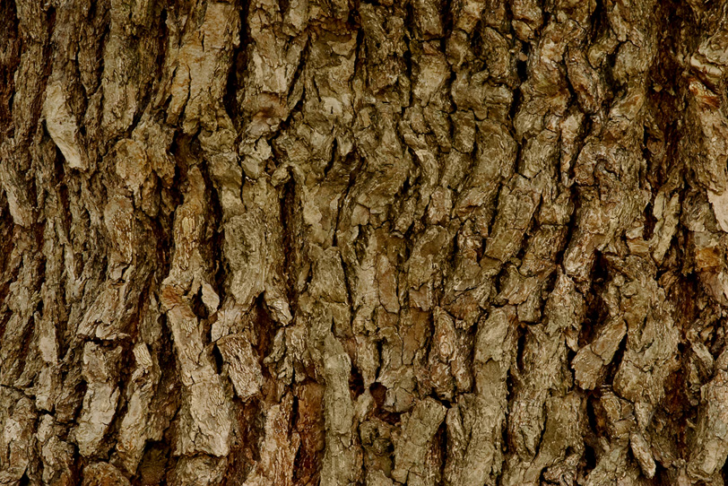 老木の樹皮のテクスチャの写真画像