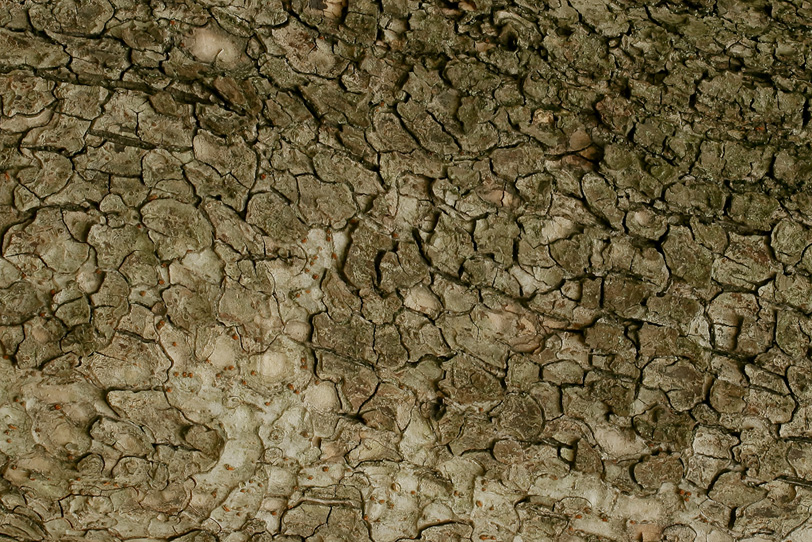 乾燥した木の表面の写真画像