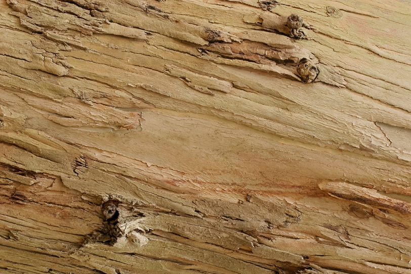 樹皮のテクスチャー素材の写真画像