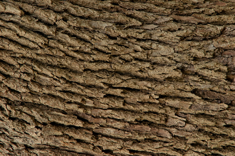 荒い質感の樹皮のテクスチャの写真画像