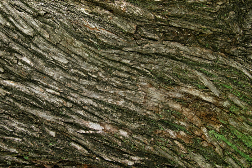 流れるような樹皮の木の写真画像