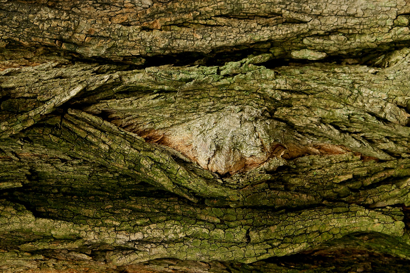 大きな木の表面のテクスチャの写真画像
