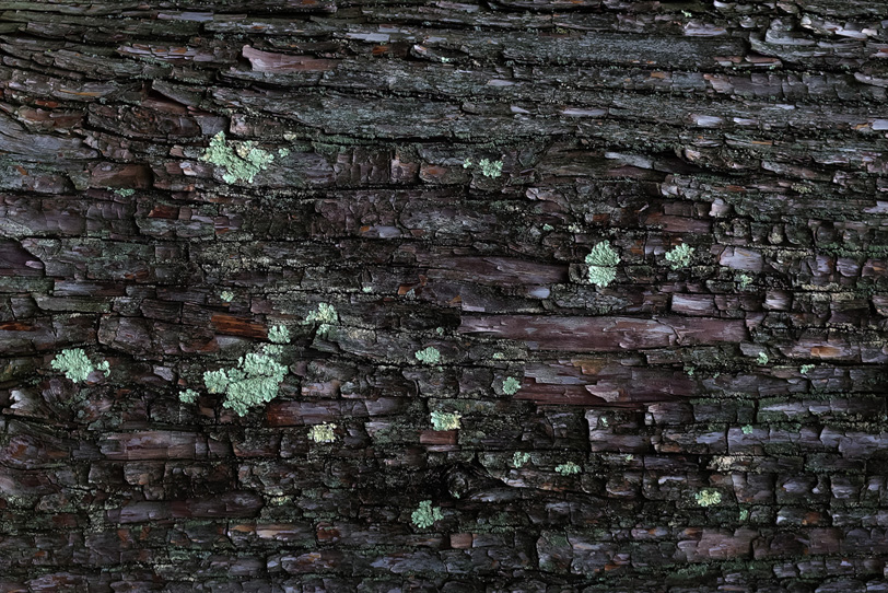 カビの生えた樹皮のテクスチャの写真画像