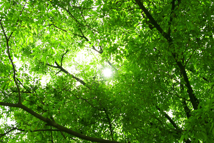 日が差し込む緑の木立の写真画像