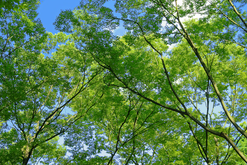 新緑が美しい林 の画像 写真素材を無料ダウンロード 1 フリー素材 Beiz Images