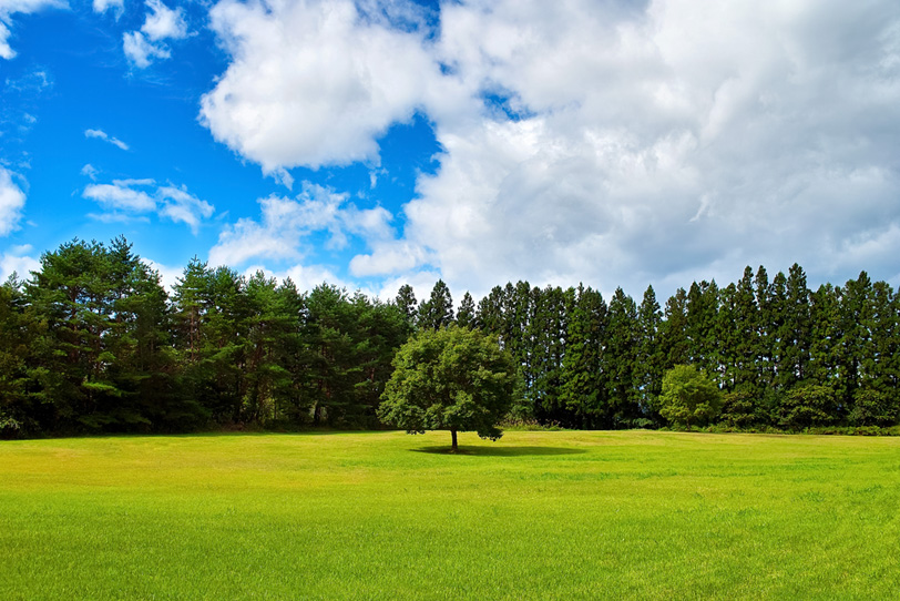 緑の草原に立つ一本の木の写真画像