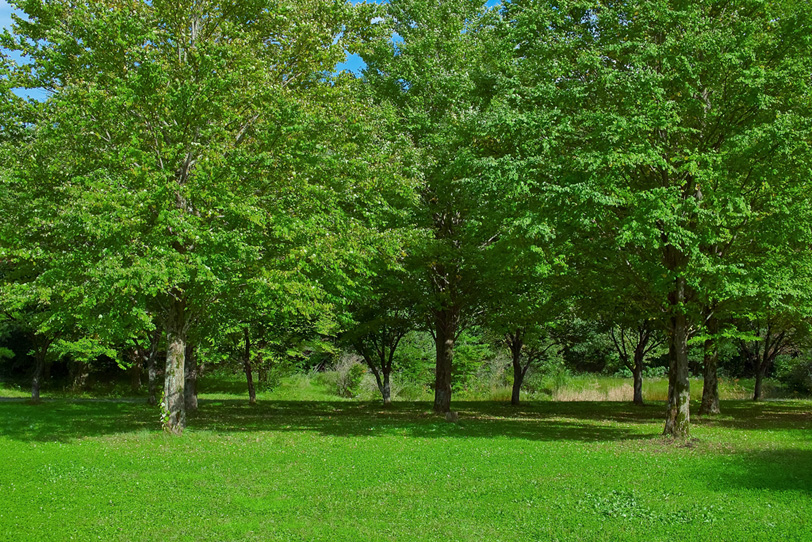 緑の草地の向こうの林 の画像 写真素材を無料ダウンロード 1 背景フリー素材 Beiz Images