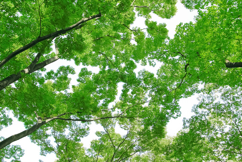 沢山の緑の葉とつけた枝の写真画像