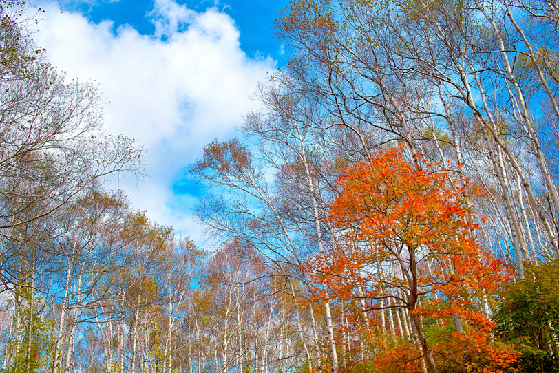白樺林と秋の青空の写真画像
