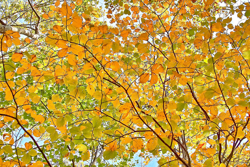 秋の季節の黄色い葉の写真画像