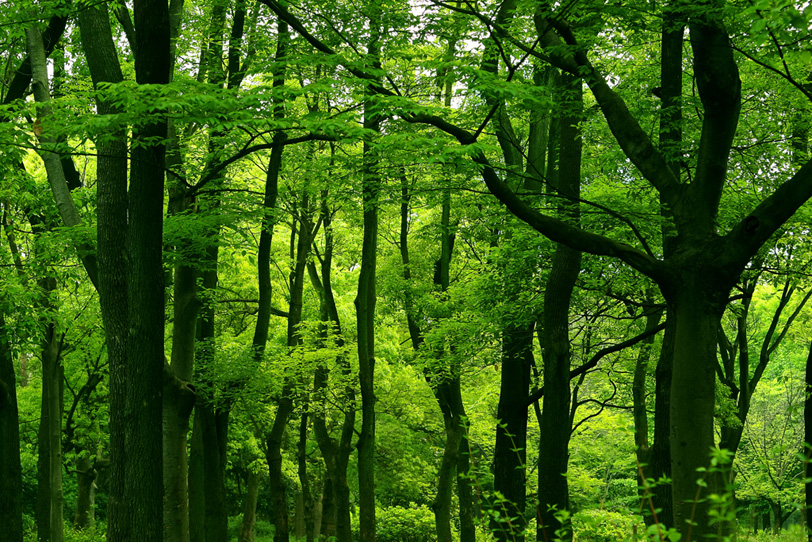 光浴びる鮮やかな緑と幹のコントラストの写真画像