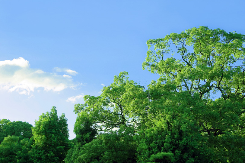 朝の光を受ける緑の木立の写真画像