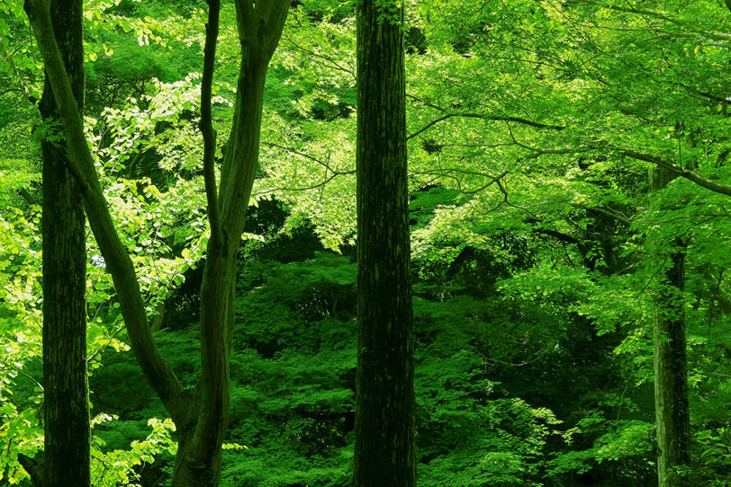 緑が輝く初夏の光 の画像 写真素材を無料ダウンロード 1 フリー素材 Beiz Images