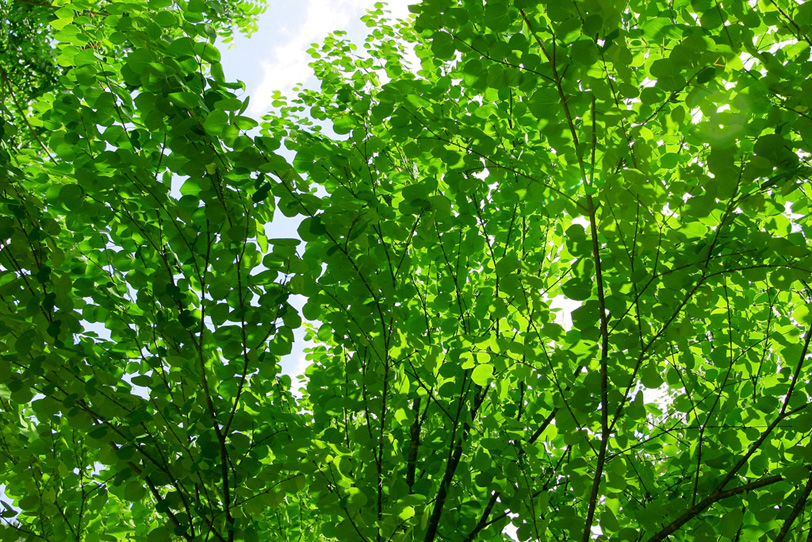光に輝く緑の葉 の画像 写真素材を無料ダウンロード 1 フリー素材 Beiz Images