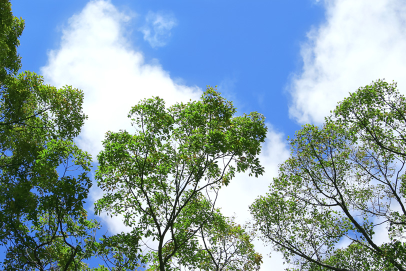 青空と緑の葉の樹木の写真画像
