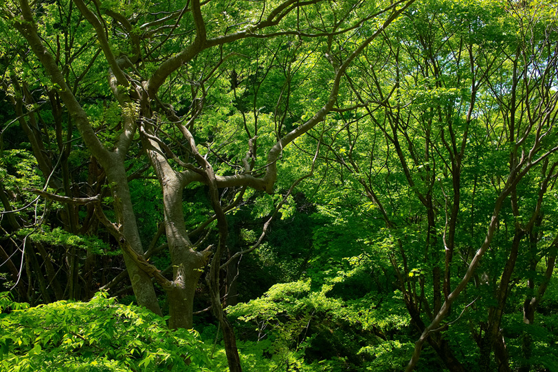 緑の樹木が生い茂る林の写真画像