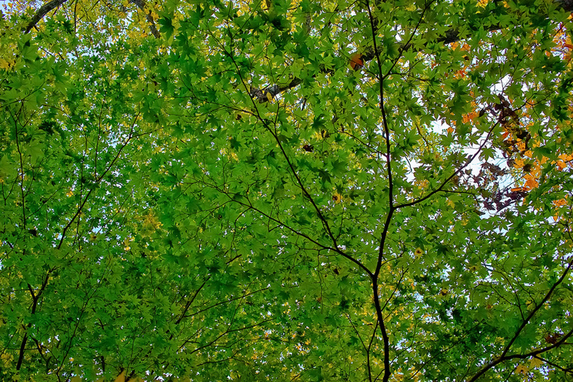 一面を覆う緑のヤマモミジの葉の写真画像