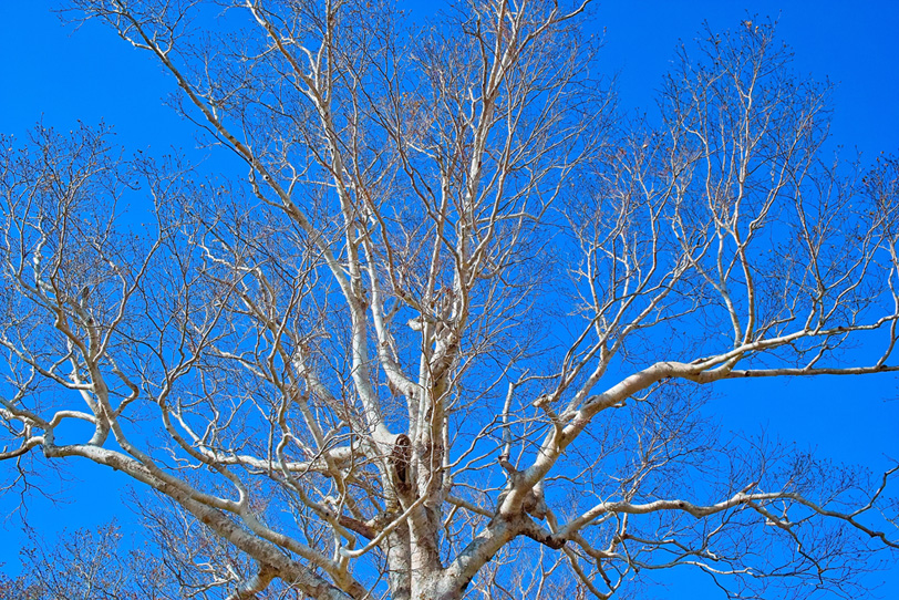 無数の枝が空に伸びる白い大木の写真画像