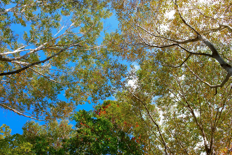 見上げる秋の木立の写真画像