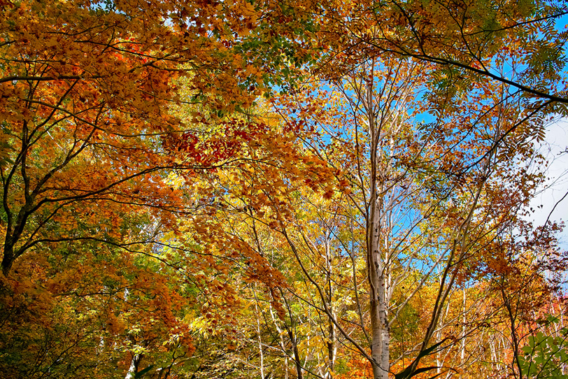 秋深い林の景色の写真画像