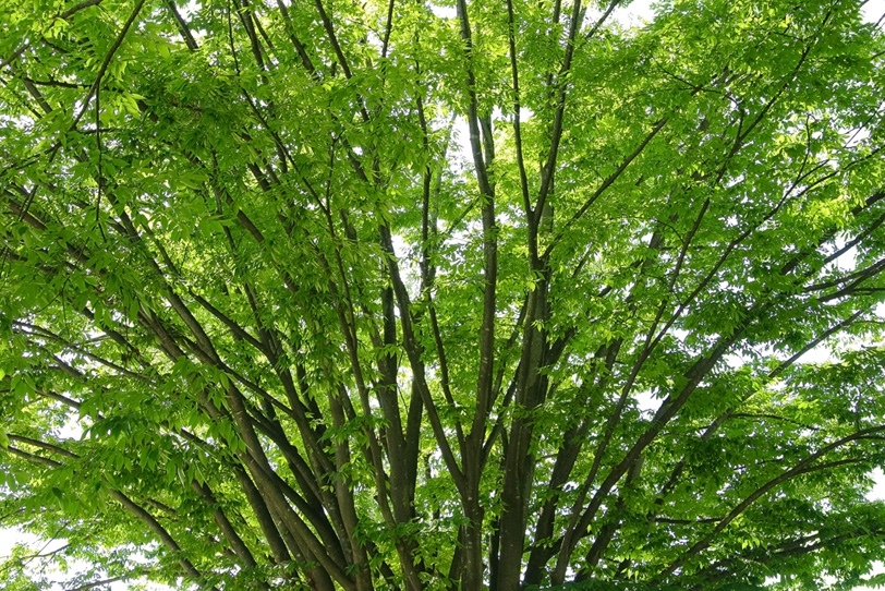 沢山の細い幹が上に伸びている樹木の写真画像