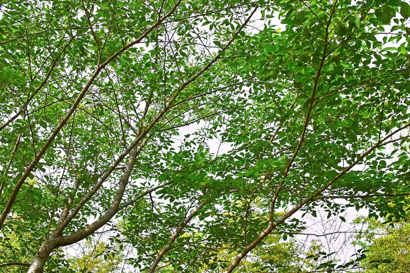 白い背景の木の枝の写真画像