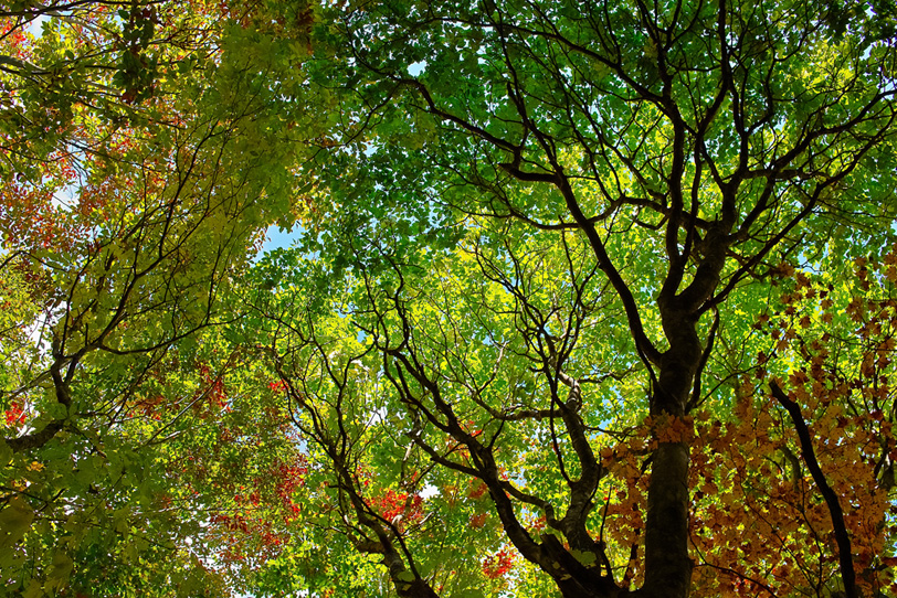 日光で輝く秋の森の写真画像