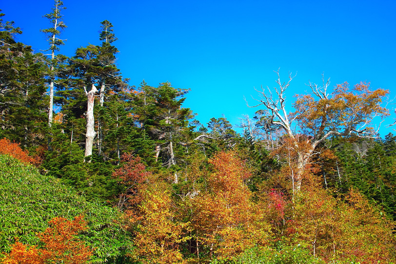 青空の下の黄葉した木の写真画像