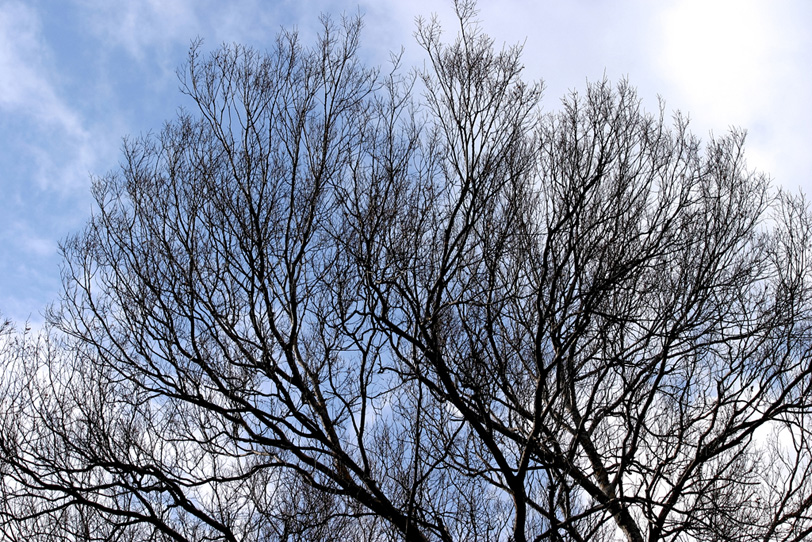 逆光のシルエットが美しい冬の樹 の画像 写真素材を無料ダウンロード 1 フリー素材 Beiz Images