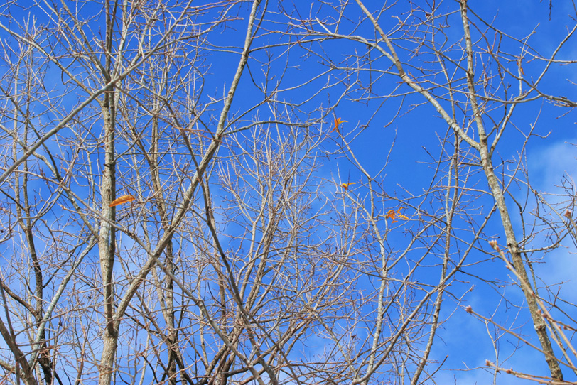 冬の始めに僅かに葉を残す樹木の写真画像