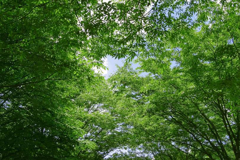 林道を覆う緑色のトンネルの写真画像