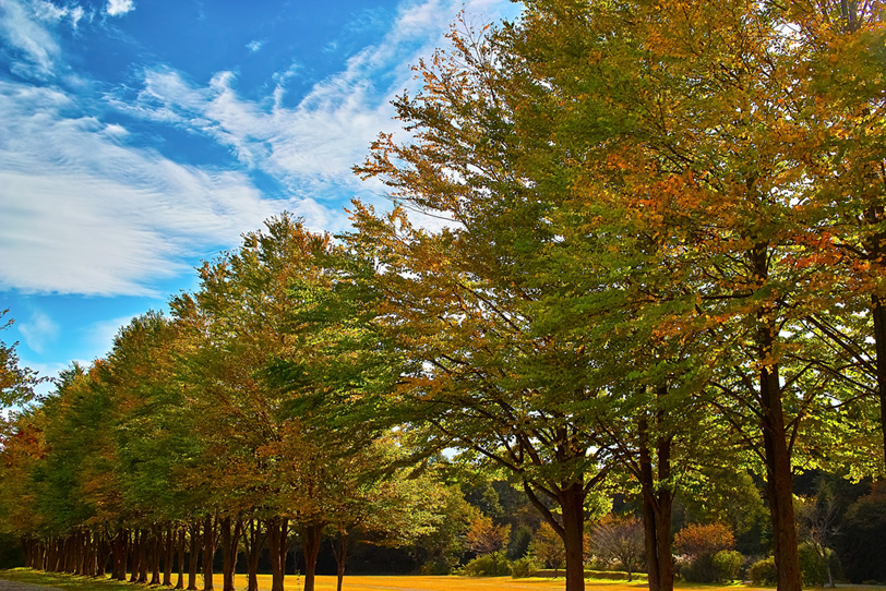並木続く秋の公園の写真画像