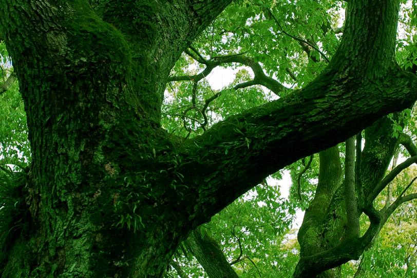 苔の生えた大木の写真画像