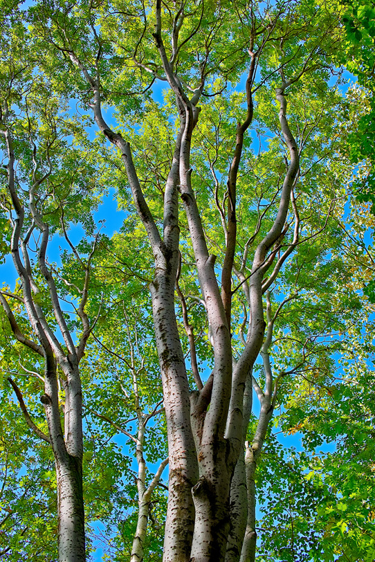 木・樹木の写真画像