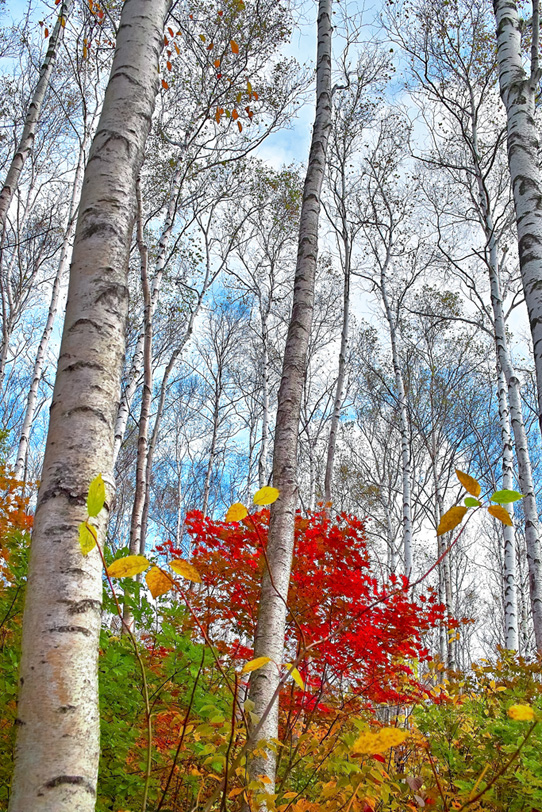 四季の樹木の写真画像
