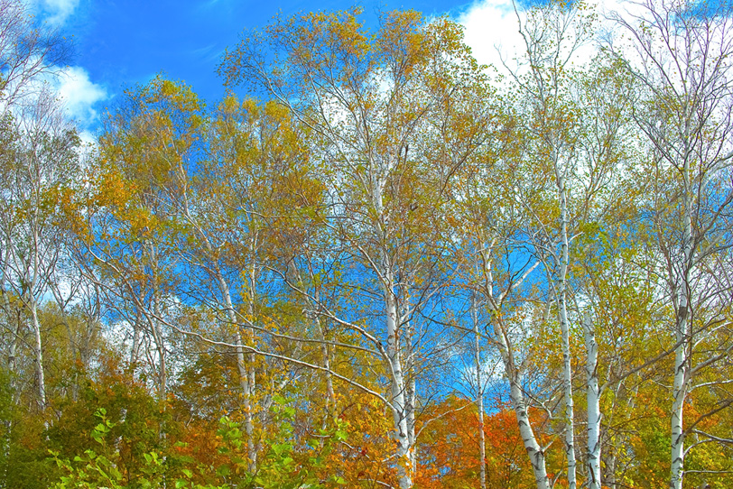季節の木々の写真画像