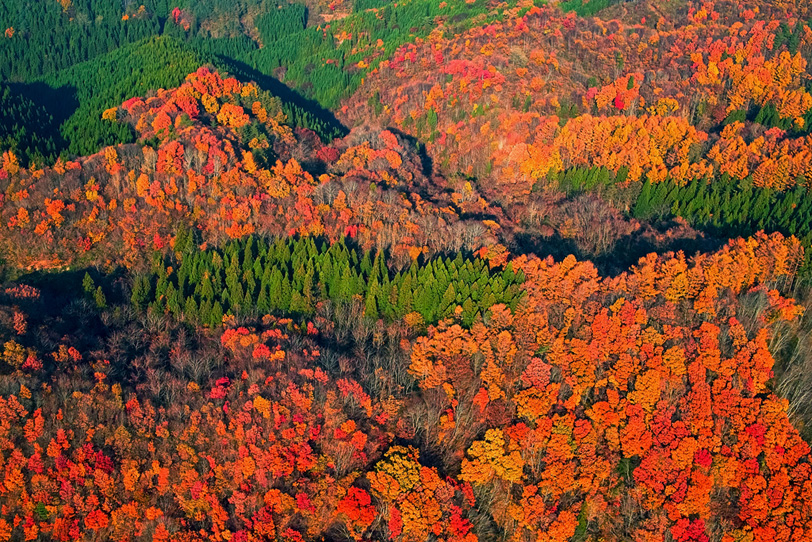 緑と紅葉の木々の写真画像