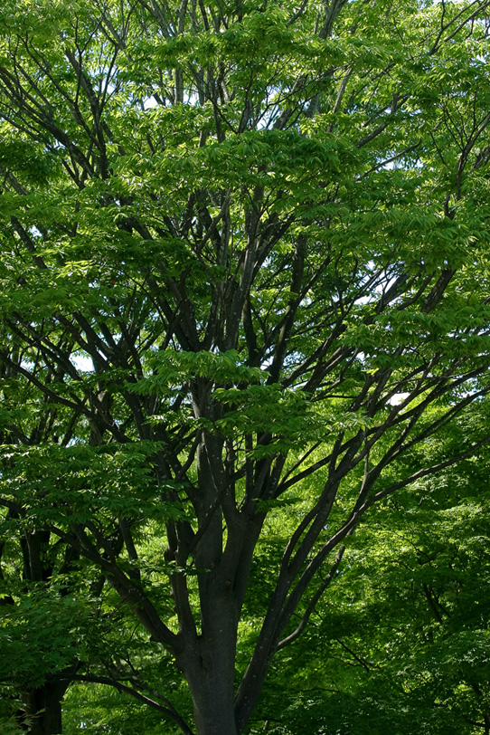 木イメージの写真画像