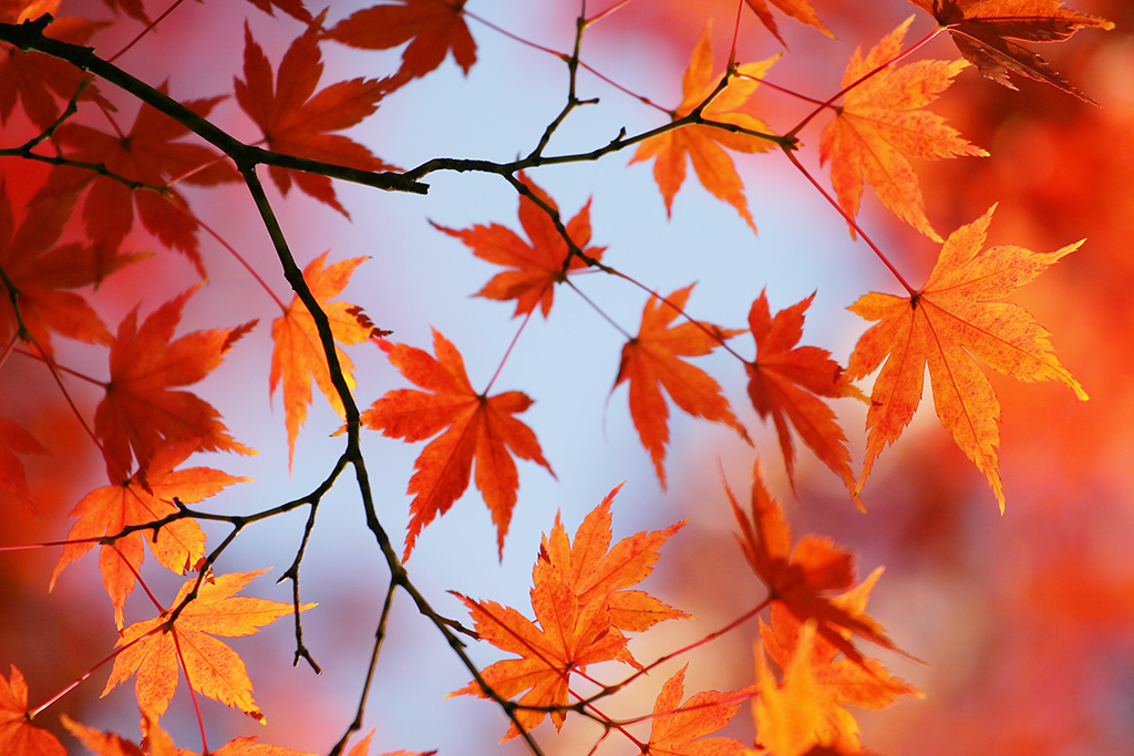 枝先に色づく朱色の木の葉の画像（紅葉 背景フリーの壁紙）