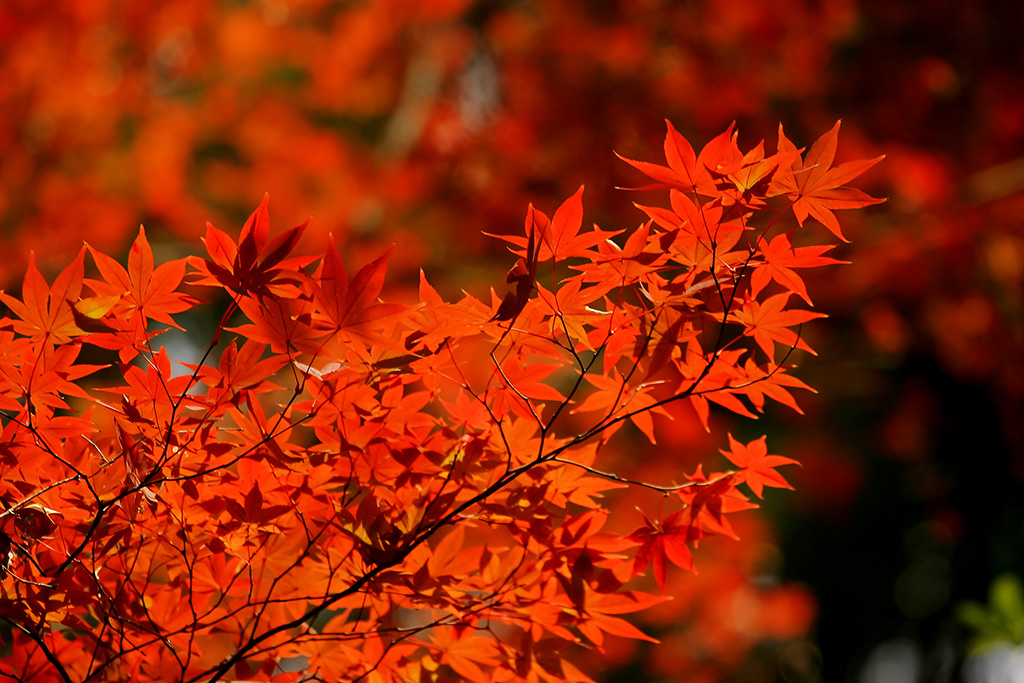 赤く紅葉する無数の葉の写真（紅葉 背景フリーの風景）