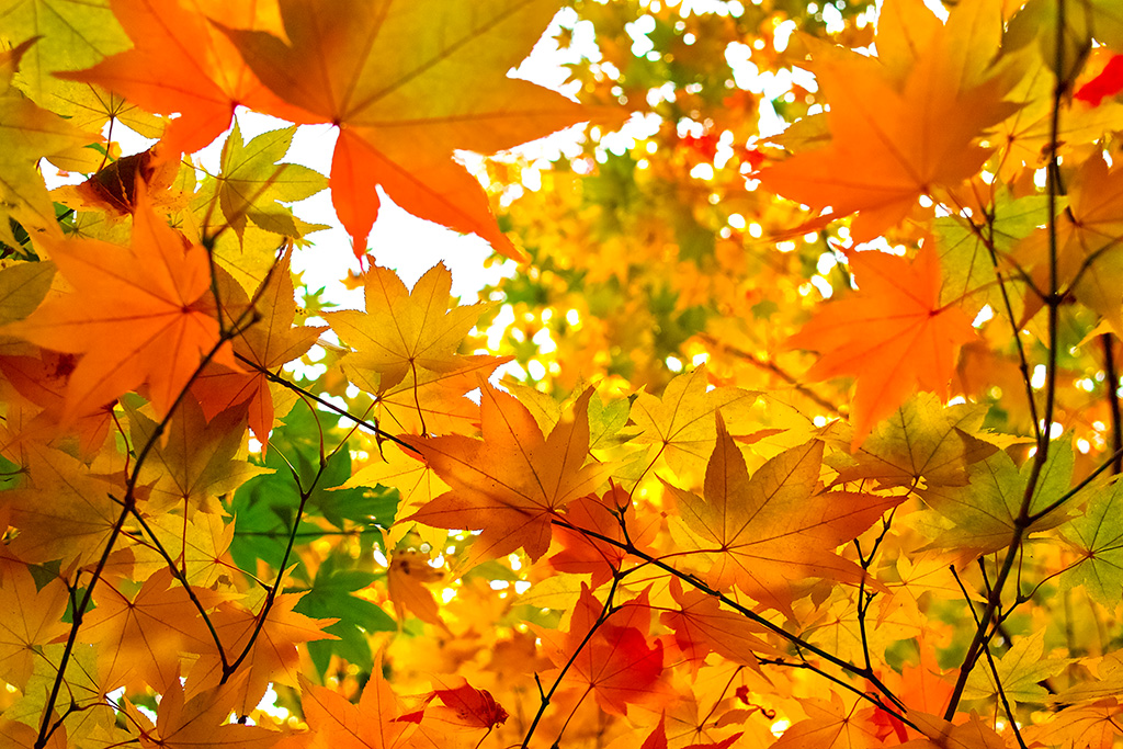秋色に染まる楓の葉の壁紙（紅葉 背景フリーの画像）