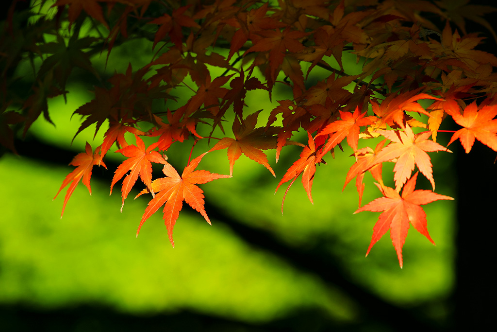 オレンジ色の葉と緑の背景（紅葉 背景フリーの素材）